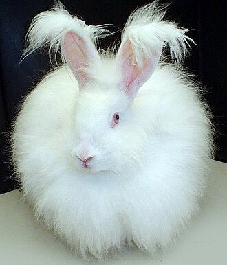 COEUR D'ANGORA - 80% angora français• 20% laine